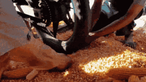 Video: Nông dân tách hạt ngô bằng lốp xe máy