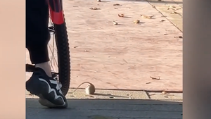 Tình huống gian nan của chú chuột mắc kẹt trên đường