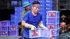 Phu vải 'bán sức lấy tiền', kiếm bạc triệu mỗi ngày tại thủ phủ vải thiều