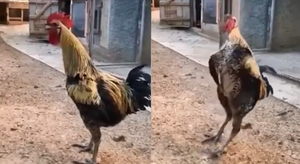 Gà trống suýt ngất xỉu sau khi gáy cả tràng dài