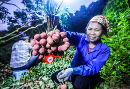 Ảnh: Theo chân nông dân Lục Ngạn soi đèn thâu đêm thu hoạch vải