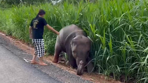 Video: Cô gái giải cứu voi con khỏi vũng bùn