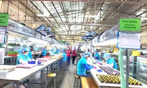 Doanh nghiệp lại than khó vì các cuộc thanh tra, kiểm tra không cần thiết