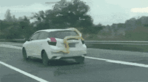 Video: Rùng mình cảnh trăn khổng lồ bám lấy ô tô trên cao tốc 