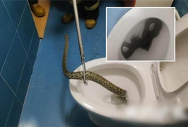 Tưởng người nhà quên xả nước bồn cầu, khiếp sợ khi phát hiện sự thật 