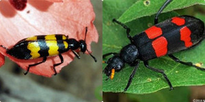 Ăn loại sâu cực độc, người đàn ông tử vong 