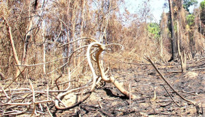 Đốt thực bì gây cháy rừng, 2 giám đốc bị khởi tố