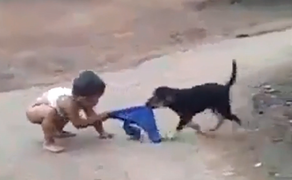Bé con chật vật vì bị chó cưng cướp mất quần 