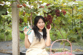Đua nhau ‘check-in’ vườn nho trĩu quả giữa lòng Thủ đô