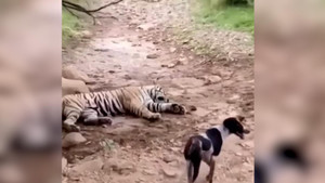 Video: Hổ giả chết rồi bật dậy tấn công chó hoang