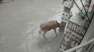 Video: Người đàn ông dùng chiếc khăn cứu chú bò bị điện giật