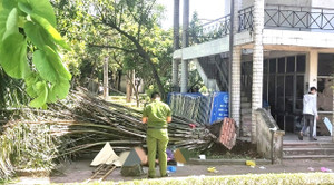 Cụ ông bị cây bật gốc đè chết khi ngồi hóng mát 