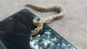 Video: Kỳ lạ rắn quý hiếm 2 đầu, 4 mắt xuất hiện ở Ấn Độ