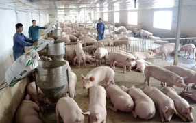 Thịt lợn hơi tăng mạnh, vượt 70.000 đồng/kg