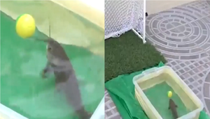 'Cầu thủ' cá sút bóng chuẩn như siêu sao