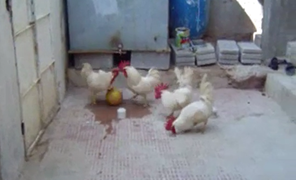 Đàn gà đá bóng như cầu thủ chuyên nghiệp