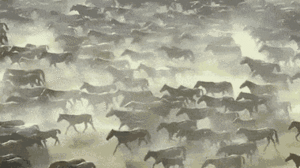 Video: Ngoạn mục cảnh nghìn con ngựa tạo 'bức tường bụi' trên đồng cỏ