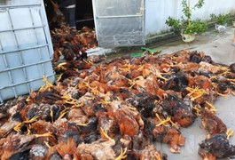 Video: Hơn 6.000 con gà chết sau tia sét
