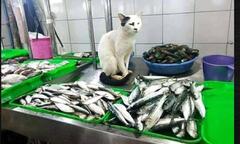 Khi 'boss' đích thân giúp 'sen' trông hàng quán và cái kết không nhịn được cười