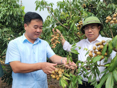 Hải Dương: Mở vườn thu hái nhãn xuất khẩu đi Châu Âu năm 2022