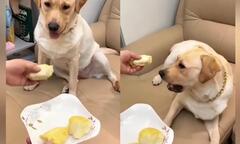 Chó giả vờ ngất xỉu khi bị ép ăn sầu riêng