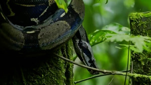 Video: Khám phá 'đảo rắn' nơi giam giữ những tù nhân khét tiếng