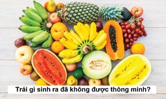 Trái gì sinh ra đã không được thông minh?