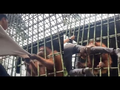 Trêu đười ươi, chàng trai nhận bài học nhớ đời