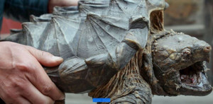 Quái vật ngoại lai nguy hiểm từng xuất hiện ở Việt Nam nay tràn ngập Trung Quốc