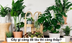 Cây gì càng để lâu thì càng thấp?