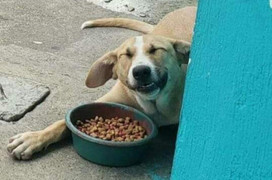 Khoảnh khắc đáng yêu hết phần thiên hạ của chó cưng, buồn mấy nhìn vào cũng tan