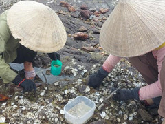 Nghề 'mổ' hàu trên vịnh Hòn La