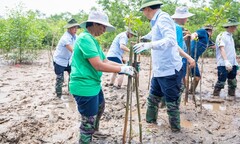 Video: Đoàn công tác UNDP lội bùn trồng rừng ở Thanh Hóa