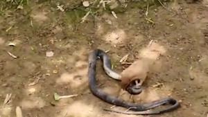 Video: Cận cảnh cầy mangut đánh nát đầu rắn hổ mang 