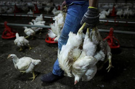 Malaysia lại nhiều gà 