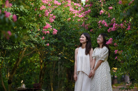 Ảnh: Con đường hoa tường vi đẹp như tranh ở Hà Nội