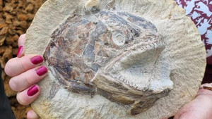 Phát hiện hóa thạch cá kỷ Jura hoàn hảo hàng trăm triệu năm