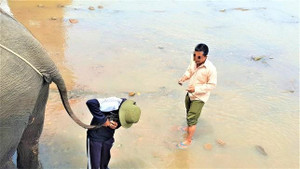 Nạn buôn bán ngà voi và nỗi đau đại ngàn