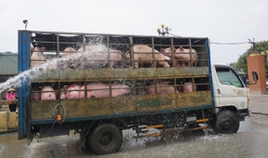 Giá heo hơi tăng 'sốc', thiết lập mặt bằng mới