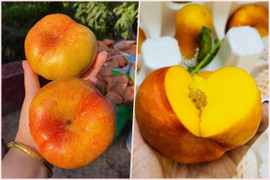 Đào ngon nhất thế giới bán đầy chợ mạng