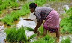 Nguồn cung gạo thế giới đối mặt rủi ro vì tình hình thiếu mưa ở Ấn Độ