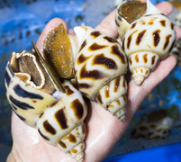 Ốc hương khổng lồ, giá cả triệu đồng/kg vẫn cháy hàng