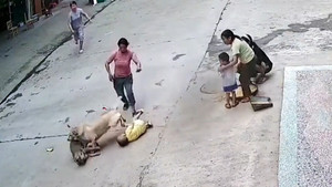 Video: Chó hoang tấn công cậu chủ, chó nhà giải cứu nhanh như chớp 