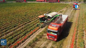 Video: Cỗ máy thu hoạch cà chua thay thế 150 nhân công