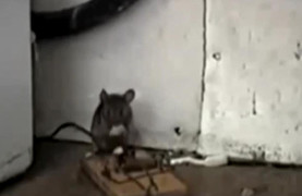 Chuột thoát chết trong gang tấc vì cái bẫy chậm như rùa