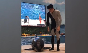 Cá heo dỗi, chê đồ ăn quá ít