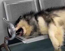 Chú chó tru khóc thảm thương ở bệnh viện, ai nấy đều 'bất lực' khi biết lý do