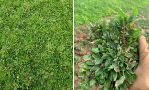 Trồng loại cỏ lạ ven đê, thu hàng trăm triệu đồng mỗi năm