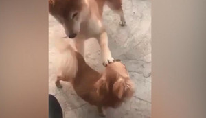 Cún cưng nổi khùng vì màn âu yếm của bạn