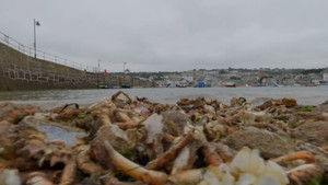 Video: Xác cua lấp đầy bãi biển ở Anh